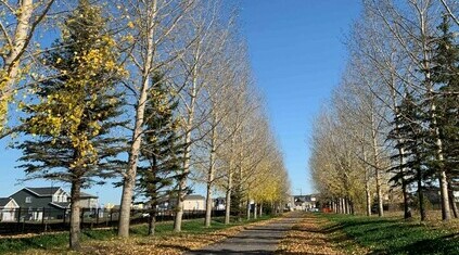 Tree lined path in the community of Creekwood Collections at Chappelle in Edmonton, Alberta.